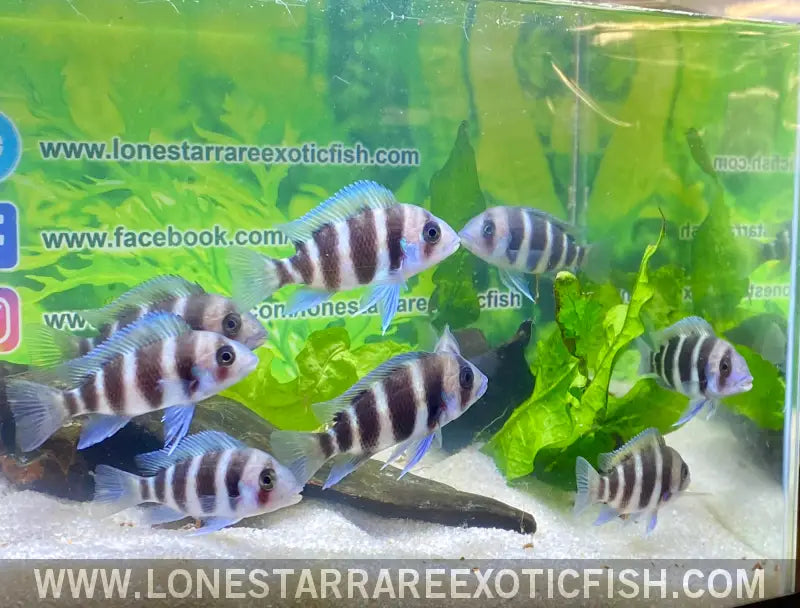 Burundi Frontosa Cichlid / Cyphotilapia Frontosa Live Freshwater Tropical Fish for Sale Online