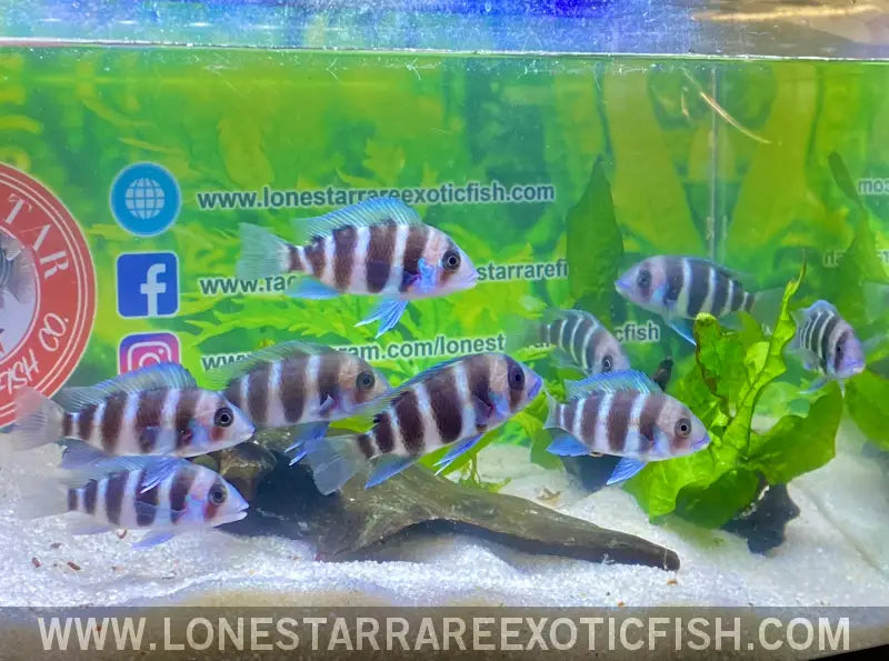 Burundi Frontosa Cichlid / Cyphotilapia Frontosa Live Freshwater Tropical Fish for Sale Online