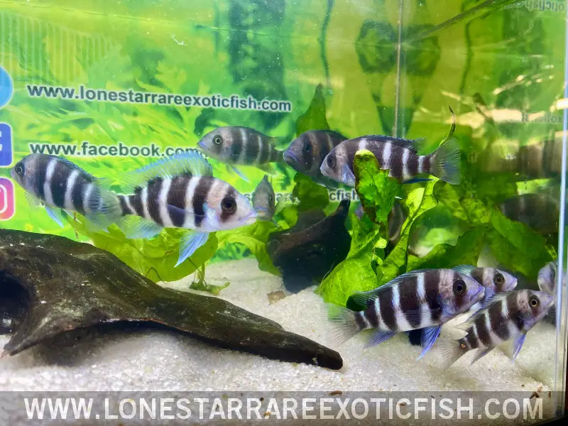 Burundi Frontosa Cichlid / Cyphotilapia Frontosa Live Freshwater Tropical Fish for Sale Online