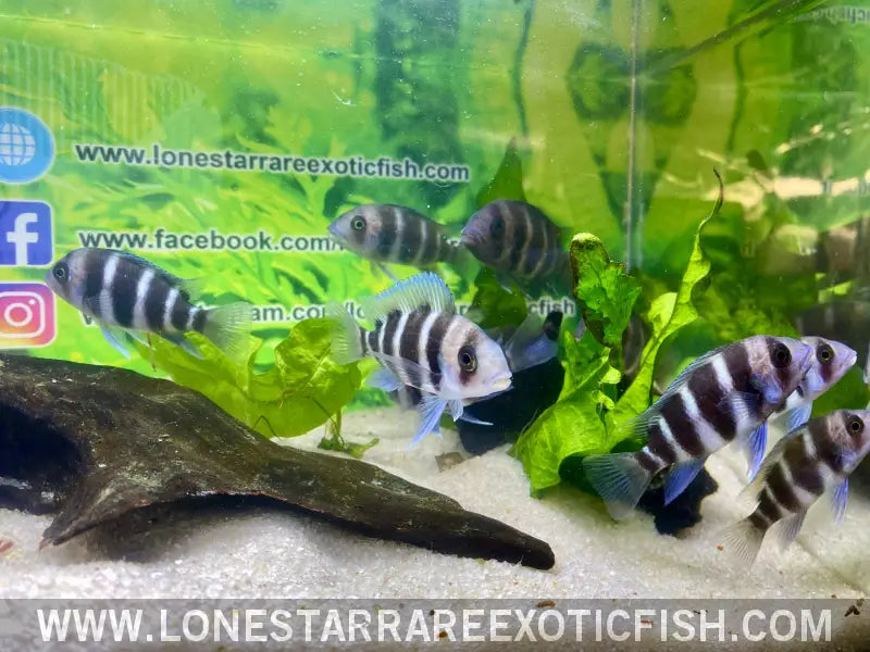 Burundi Frontosa Cichlid / Cyphotilapia Frontosa Live Freshwater Tropical Fish for Sale Online