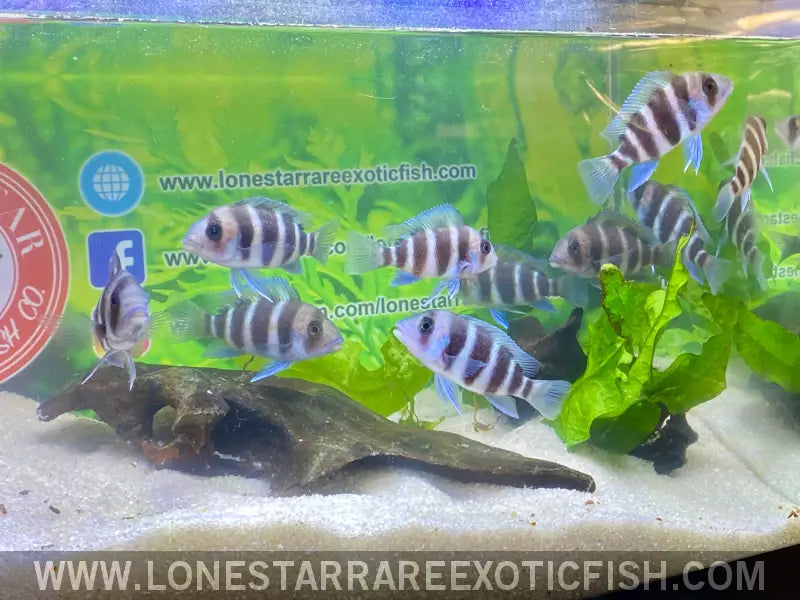 Burundi Frontosa Cichlid / Cyphotilapia Frontosa Live Freshwater Tropical Fish for Sale Online