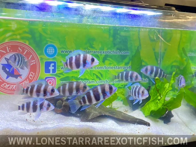 Burundi Frontosa Cichlid / Cyphotilapia Frontosa Live Freshwater Tropical Fish for Sale Online