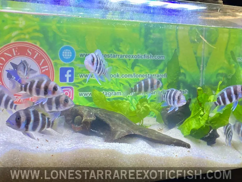 Burundi Frontosa Cichlid / Cyphotilapia Frontosa Live Freshwater Tropical Fish for Sale Online