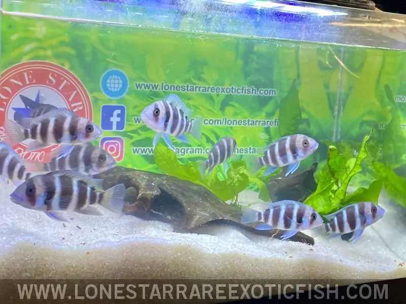 Burundi Frontosa Cichlid / Cyphotilapia Frontosa Live Freshwater Tropical Fish for Sale Online