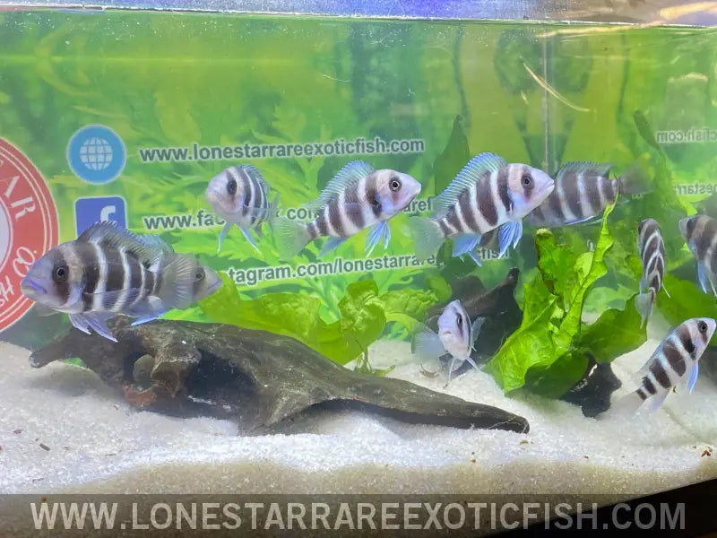 Burundi Frontosa Cichlid / Cyphotilapia Frontosa Live Freshwater Tropical Fish for Sale Online