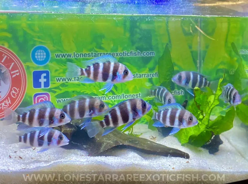 Burundi Frontosa Cichlid / Cyphotilapia Frontosa Live Freshwater Tropical Fish For Sale Online