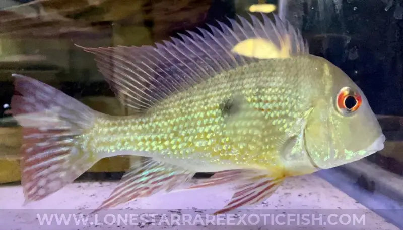 Caqueta Gold Eartheater Cichlid / Geophagus Sp. Live Freshwater Tropical Fish For Sale Online