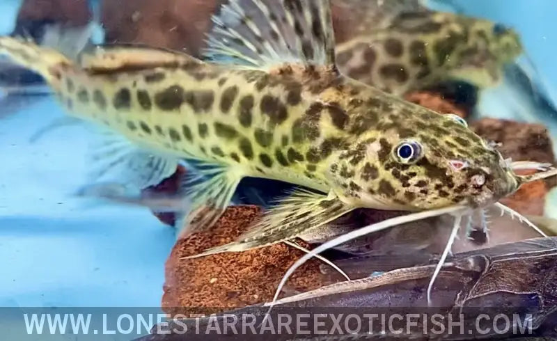 Caudalis Squeaker Catfish / Synodontis Caudalis Live Freshwater Tropical Fish for Sale Online