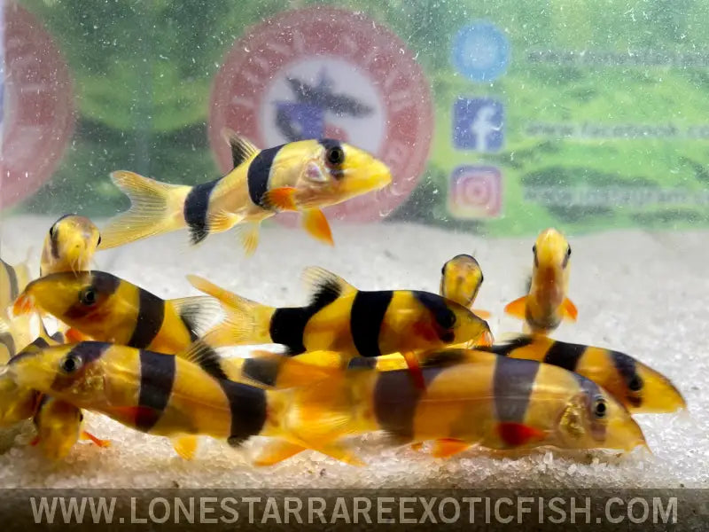 Clown Loach / Chromobotia Macracanthus Live Freshwater Tropical Fish for Sale Online