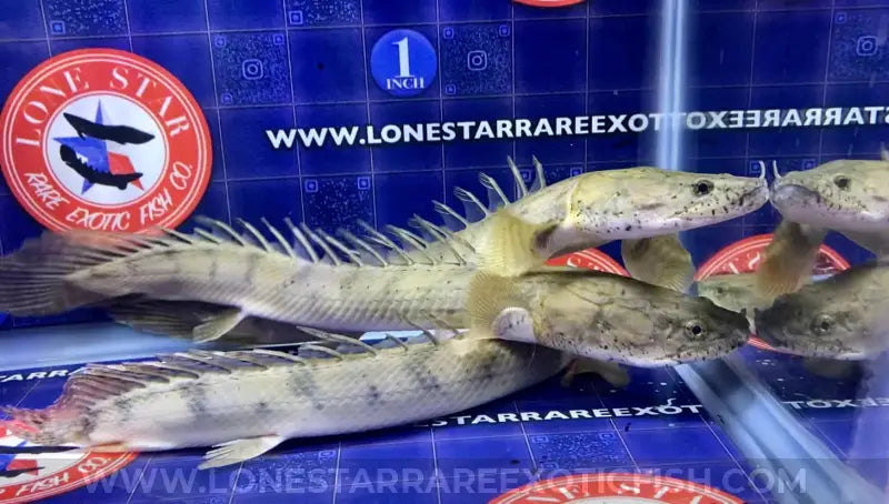 Congicus Bichir / Polypterus Congicus Live Freshwater Tropical Fish For Sale Online