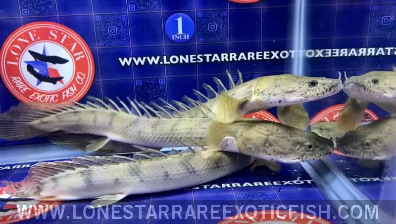 Congicus Bichir / Polypterus Congicus Live Freshwater Tropical Fish for Sale Online