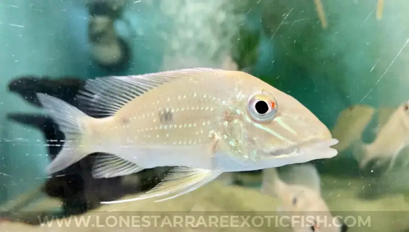 Daemon Eartheater Cichlid / Satanoperca Daemon Live Freshwater Tropical Fish For Sale Online