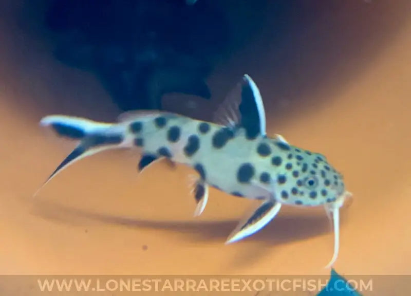 Dwarf Cuckoo Catfish / Synodontis Petricola Live Freshwater Tropical Fish For Sale Online