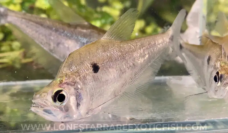 Dwarf Vampire Tetra / Roeboides Affinis Live Freshwater Tropical Fish For Sale Online