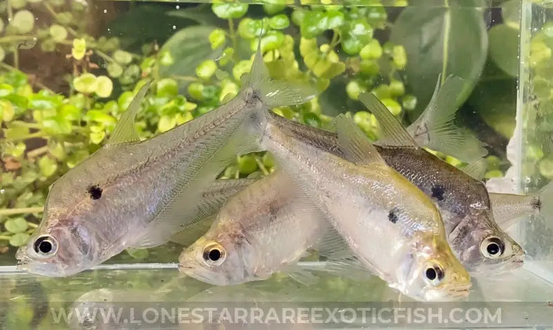 Dwarf Vampire Tetra / Roeboides Affinis Live Freshwater Tropical Fish For Sale Online