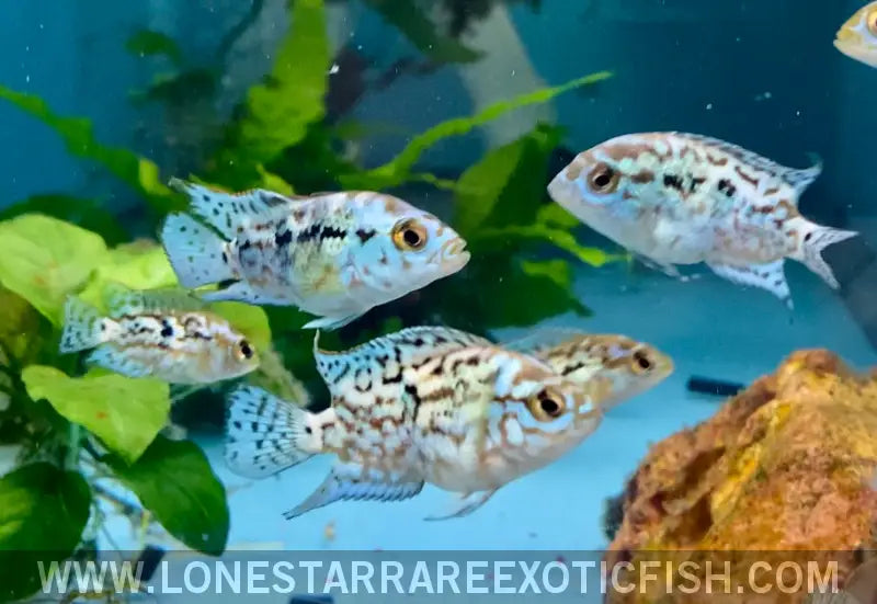 Electric Blue Jack Dempsey Cichlid / Rocio Octofasciata Live Freshwater Tropical Fish for Sale Online