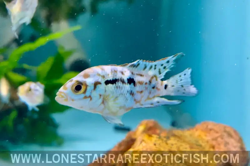 Electric Blue Jack Dempsey Cichlid / Rocio Octofasciata Live Freshwater Tropical Fish for Sale Online