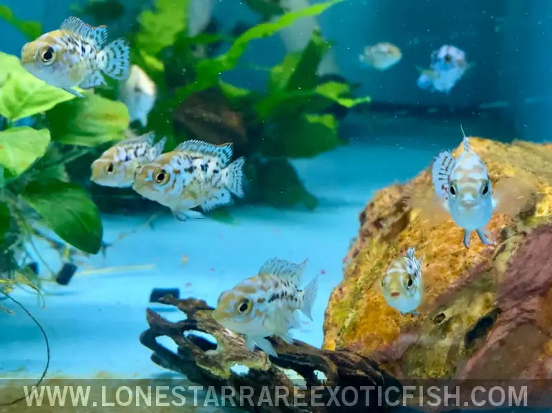 Electric Blue Jack Dempsey Cichlid / Rocio Octofasciata Live Freshwater Tropical Fish for Sale Online