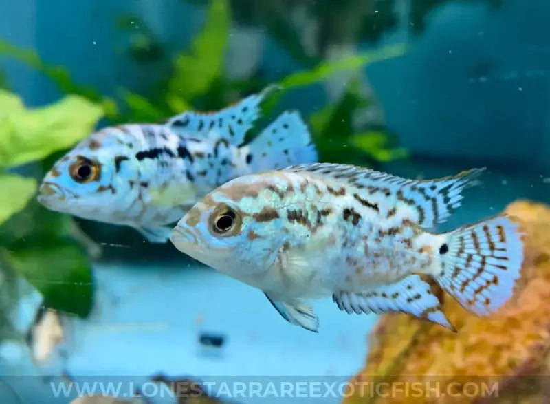 Electric Blue Jack Dempsey Cichlid / Rocio Octofasciata Live Freshwater Tropical Fish For Sale Online