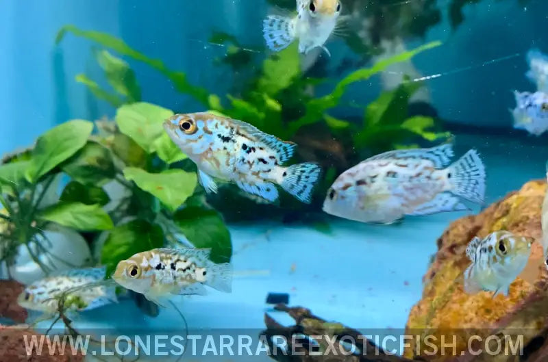 Electric Blue Jack Dempsey Cichlid / Rocio Octofasciata Live Freshwater Tropical Fish for Sale Online