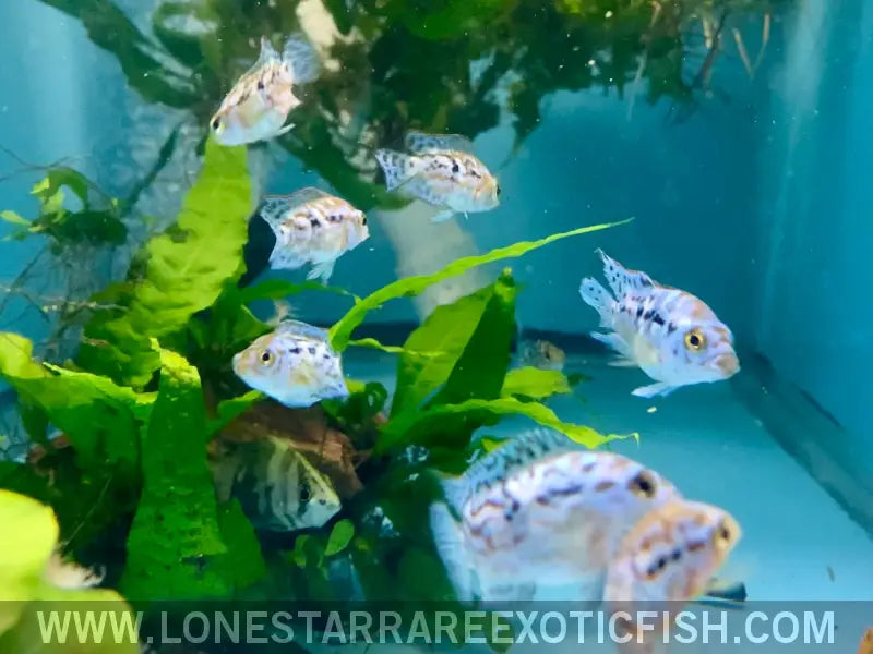 Electric Blue Jack Dempsey Cichlid / Rocio Octofasciata Live Freshwater Tropical Fish for Sale Online