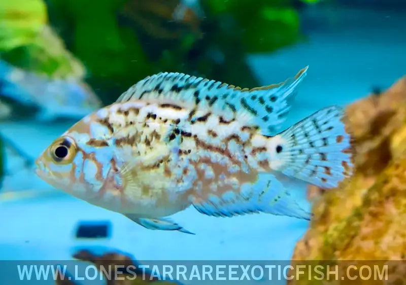 Electric Blue Jack Dempsey Cichlid / Rocio Octofasciata Live Freshwater Tropical Fish for Sale Online