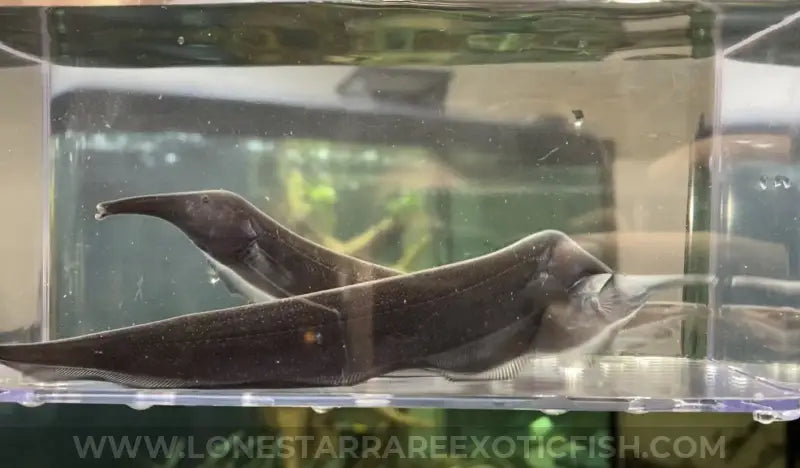 Elephant Nose Knifefish / Sternarchorhynchus Oxyrhynchus Live Freshwater Tropical Fish For Sale Online