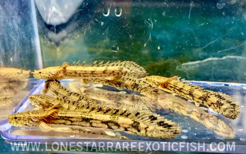 Endlicheri Bichir / Polypterus Endlicherii Live Freshwater Tropical Fish for Sale Online