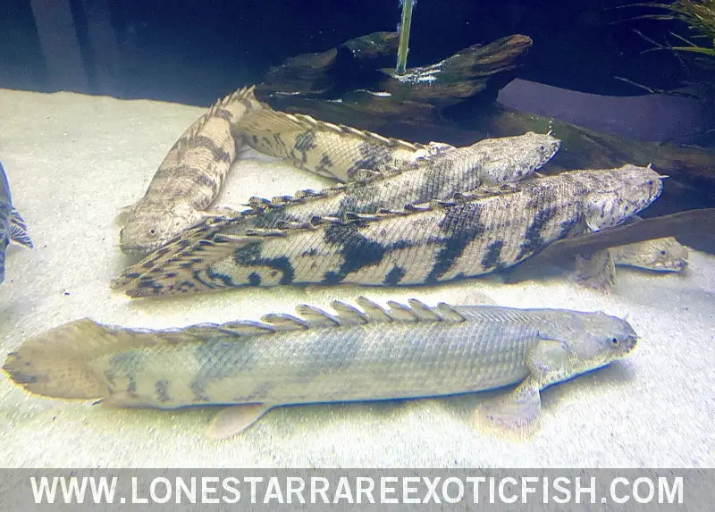 Endlicheri Bichir / Polypterus Endlicherii Live Freshwater Tropical Fish for Sale Online