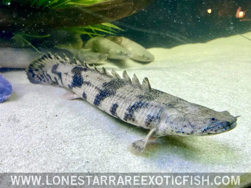 Endlicheri Bichir / Polypterus Endlicherii Live Freshwater Tropical Fish for Sale Online