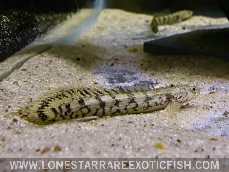 Endlicheri Bichir / Polypterus Endlicherii Live Freshwater Tropical Fish for Sale Online