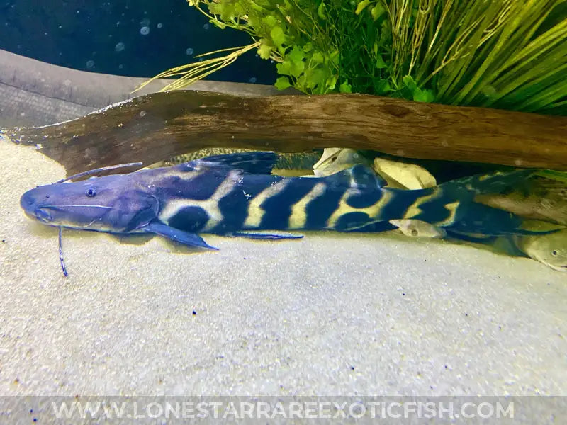 Flash Zebra Catfish Live Freshwater Tropical Fish For Sale Online