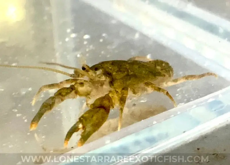 Freshwater Cockroach Crab / Squat Crayfish / Aegla Sp. Live Freshwater Tropical Fish For Sale Online