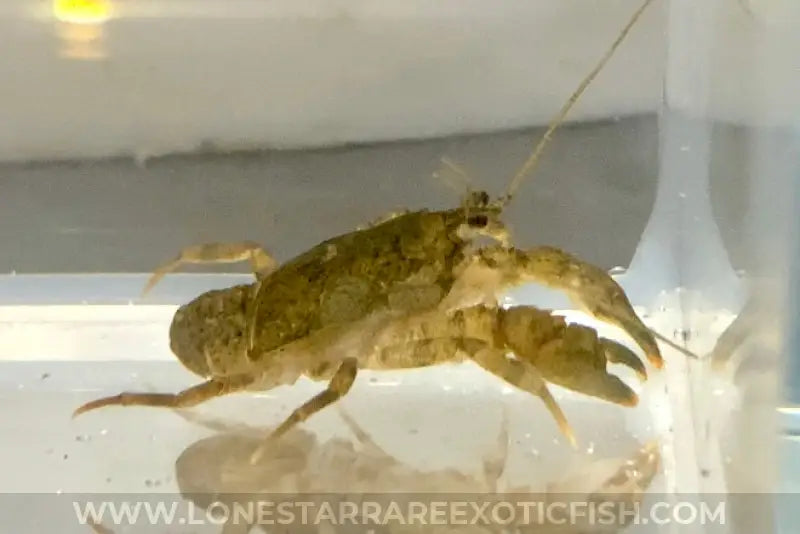 Freshwater Cockroach Crab / Squat Crayfish / Aegla Sp. Live Freshwater Tropical Fish For Sale Online