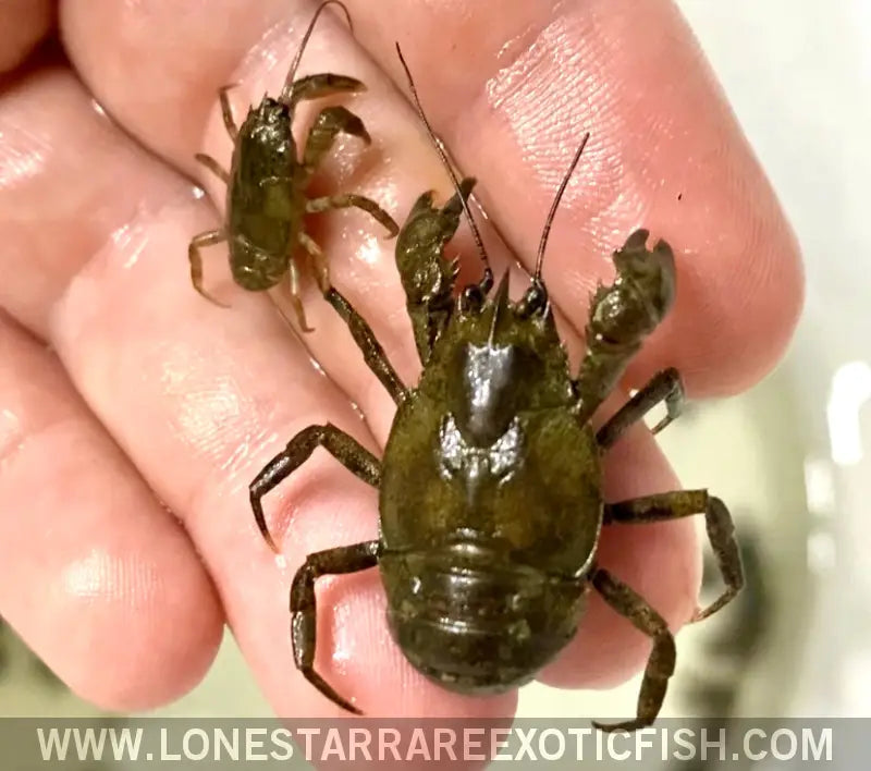 Freshwater Cockroach Crab / Squat Crayfish / Aegla Sp. Live Freshwater Tropical Fish for Sale Online