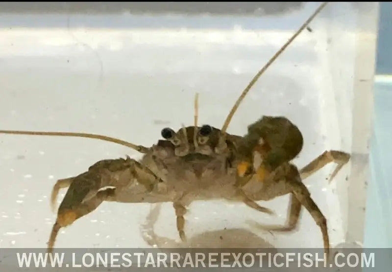 Freshwater Cockroach Crab / Squat Crayfish / Aegla Sp. Live Freshwater Tropical Fish for Sale Online