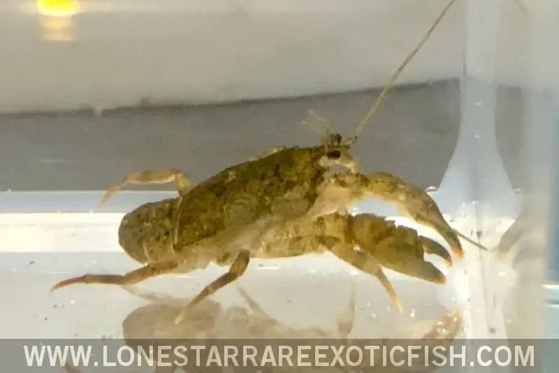 Freshwater Cockroach Crab / Squat Crayfish / Aegla Sp. Live Freshwater Tropical Fish for Sale Online