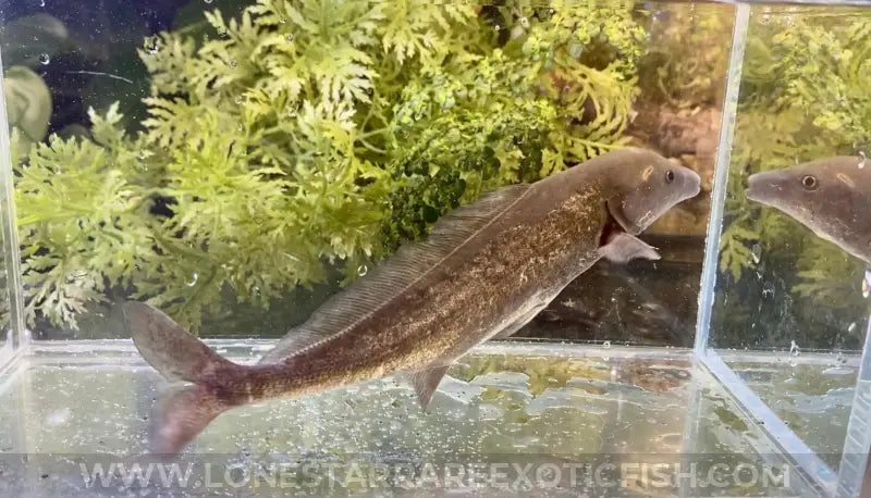 Freshwater Dolphin Fish / Mormyrus Cf. Longirostris Live Freshwater Tropical Fish For Sale Online