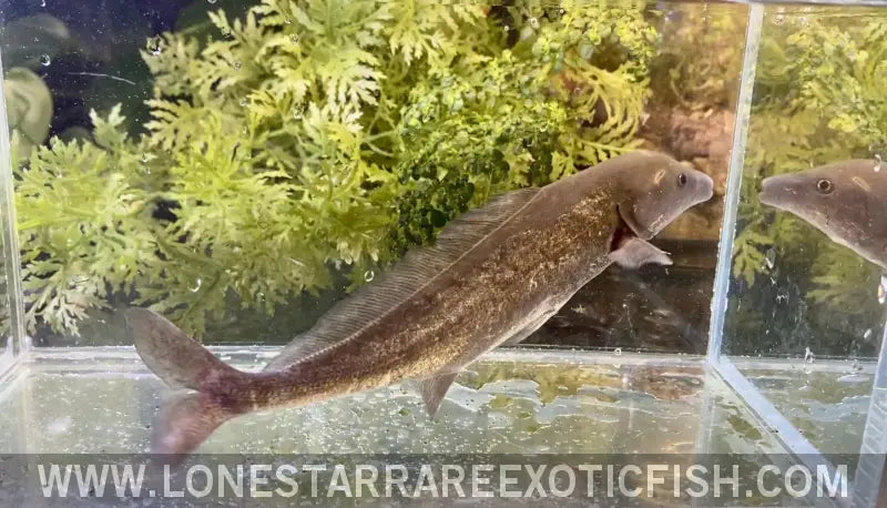 Freshwater Dolphin Fish / Mormyrus Cf. Longirostris Live Freshwater Tropical Fish for Sale Online