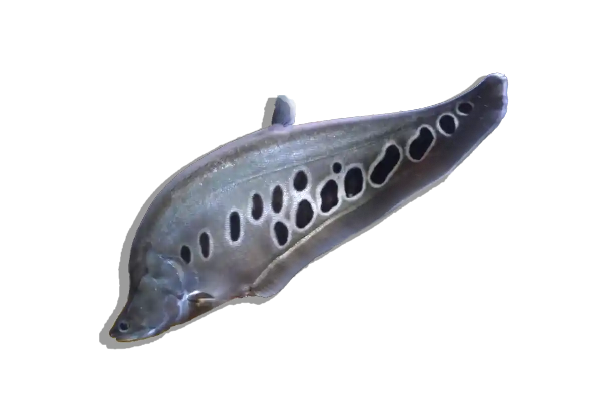 Ghost knifefish with distinctive markings.