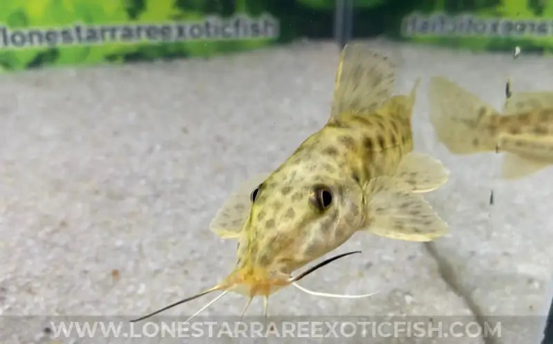 Giraffe Catfish / Auchenoglanis Occidentalis Live Freshwater Tropical Fish For Sale Online