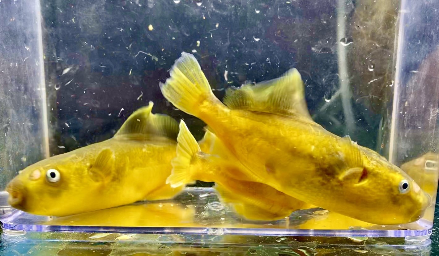 Golden Avocado Puffer / Auriglobus Modestus Live Freshwater Tropical Fish For Sale Online