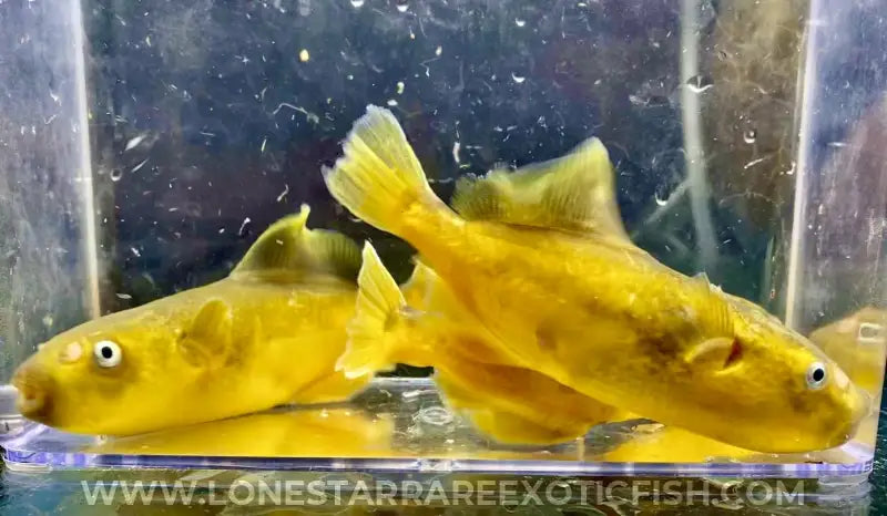 Golden Avocado Puffer / Auriglobus Modestus Live Freshwater Tropical Fish for Sale Online