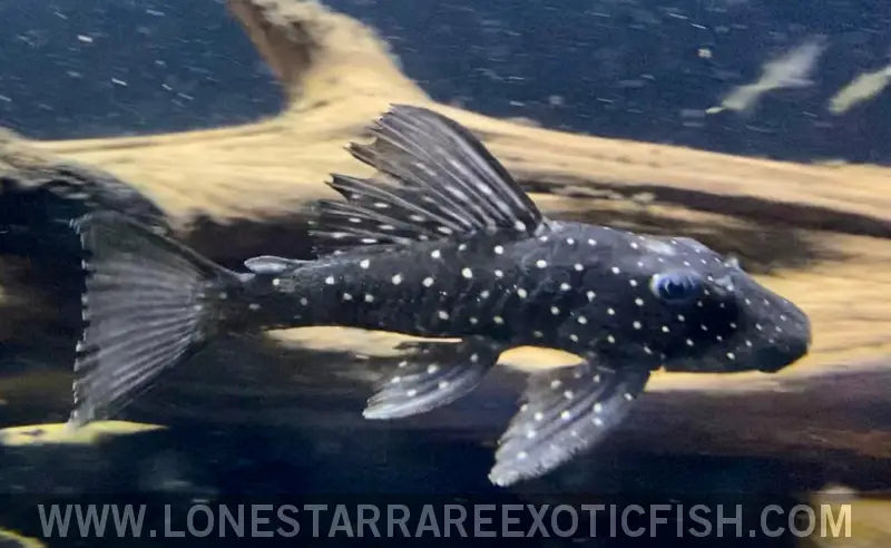 Golden Sailfin Luteus Pleco / Hypostomus Luteus Live Freshwater Tropical Fish for Sale Online