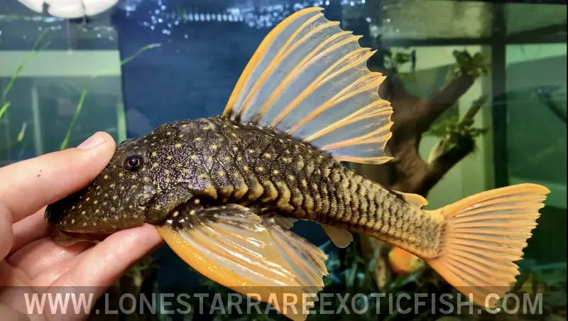 Golden Sailfin Luteus Pleco / Hypostomus Luteus Live Freshwater Tropical Fish for Sale Online