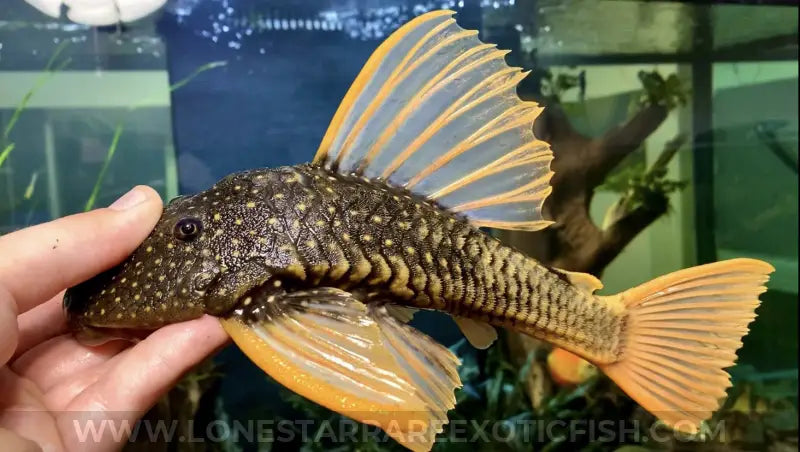 Golden Sailfin Luteus Pleco / Hypostomus Luteus Live Freshwater Tropical Fish For Sale Online