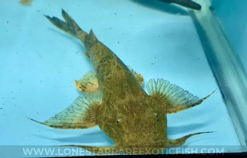 Goonch Catfish / Bagarius Yarrelli Live Freshwater Tropical Fish For Sale Online