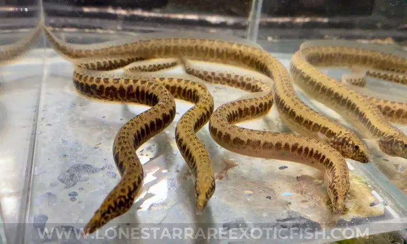 Greshoff’s Spiny Eel / Mastacembelus Greshoffi Live Freshwater Tropical Fish For Sale Online
