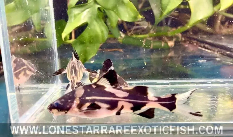 Harlequin Marble Lancer Catfish / Bagroides Melapterus Live Freshwater Tropical Fish for Sale Online