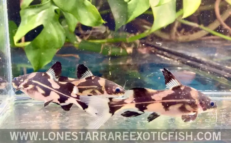 Harlequin Marble Lancer Catfish / Bagroides Melapterus Live Freshwater Tropical Fish for Sale Online